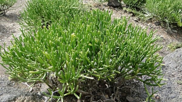 Euphorbia lactea