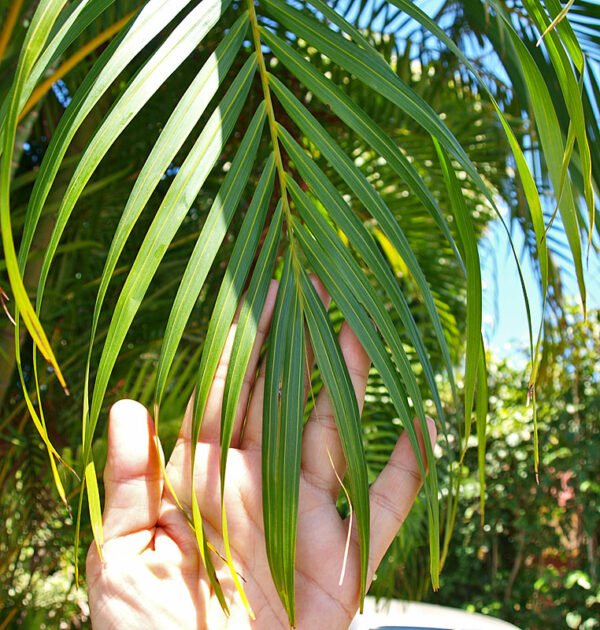 Dypsis lutescens