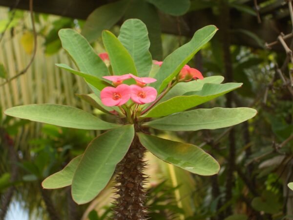 Euphorbia milii