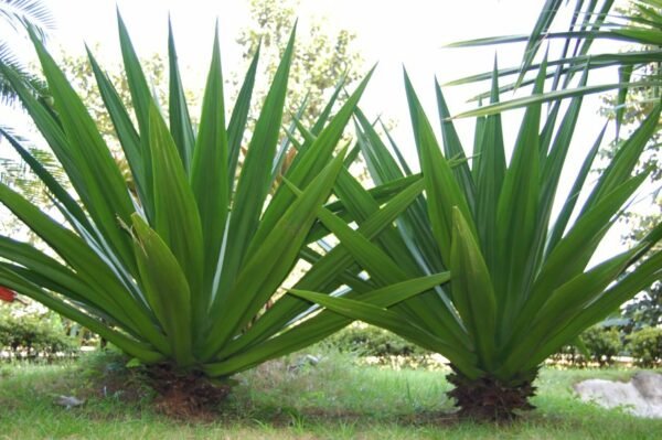 Furcraea foetida