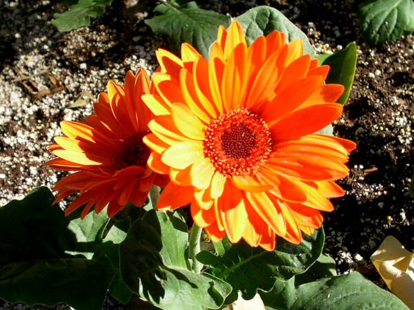 Gerbera Jamesonii - The Hardy Daisy