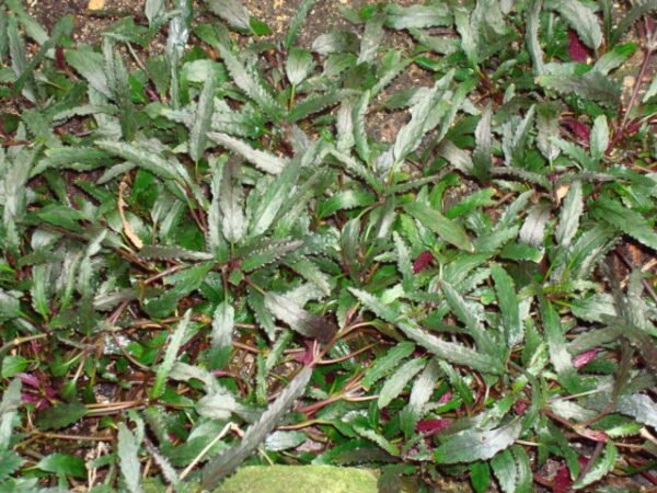 Hemigraphis repanda