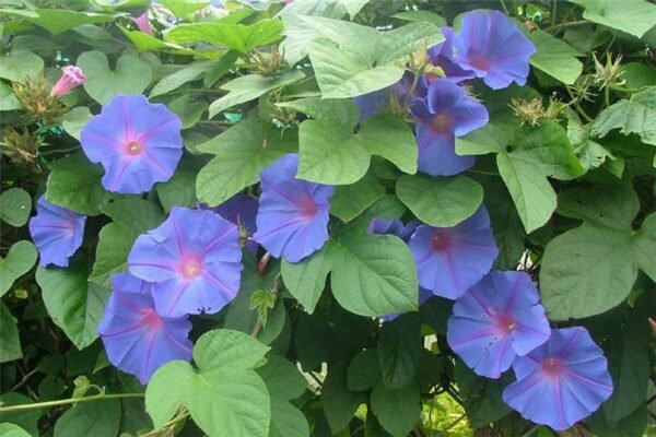 Ipomoea cairica flower