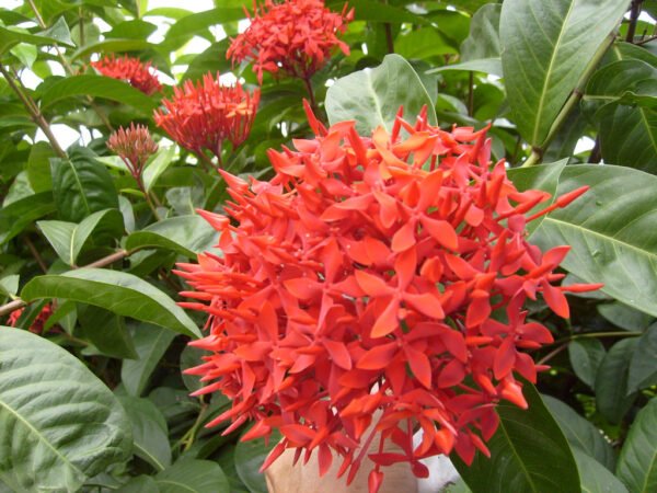 Ixora Javanica Plant (Ixora coccinea)