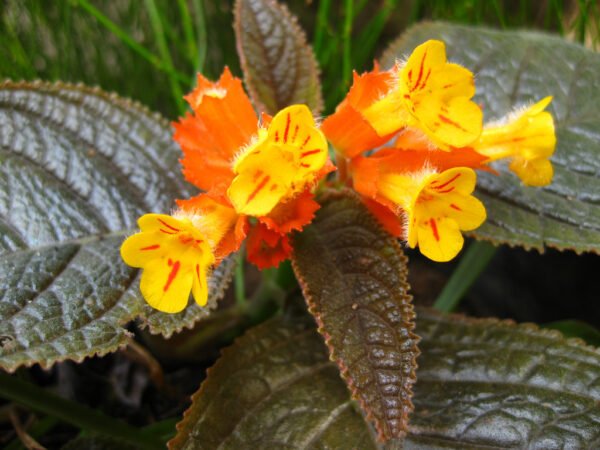 Chrysothemis Pulchella - The Sunset Bells