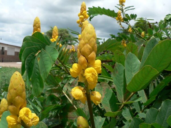 Senna didymobotrya