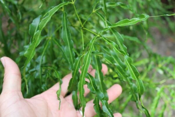 Melicope denhamii
