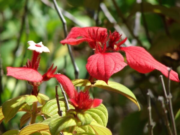 Mussaenda erythrophylla - Tropical Beauty