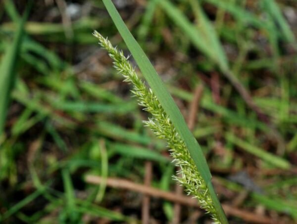Agrostis stolonifera