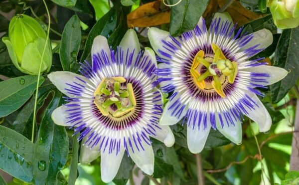 Passiflora caerulea
