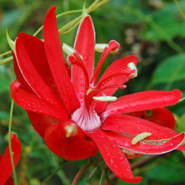 Passiflora Coccinea (Scarlet Passion Flower)
