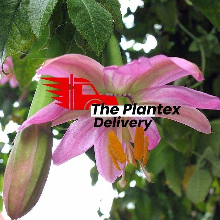 Passiflora mollissima - Banana passion fruit