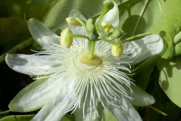 White Passion Flower (Passiflora subpeltata)