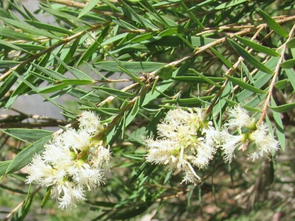 Snow-in-Summer Tree (Melaleuca linariifolia)