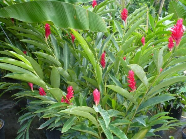 Red Ginger Plant (Alpinia purpurata)