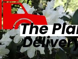 Rhododendron mucronatum