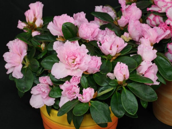 Rhododendron simsii