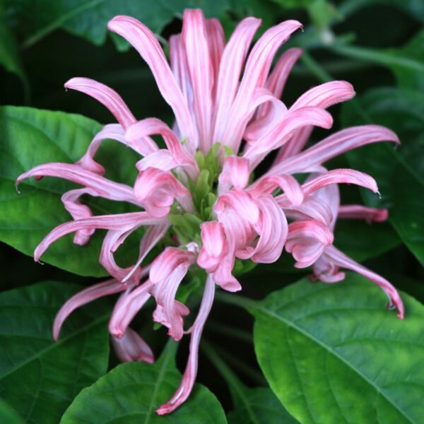 Justicia carnea