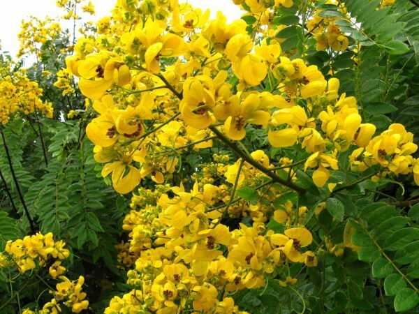 Senna spectabilis
