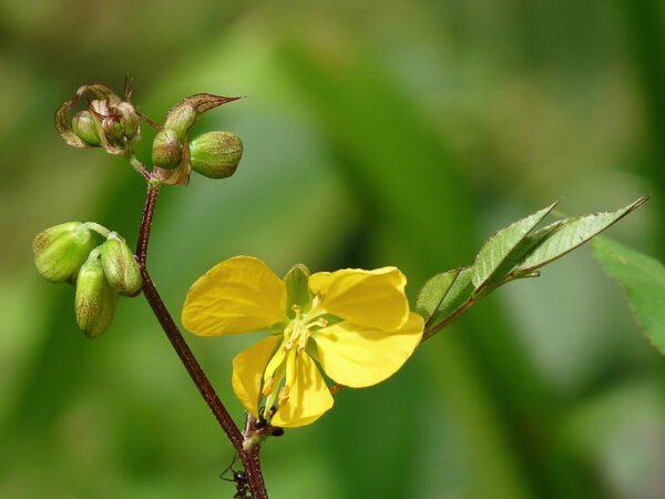 Senna timoriensis