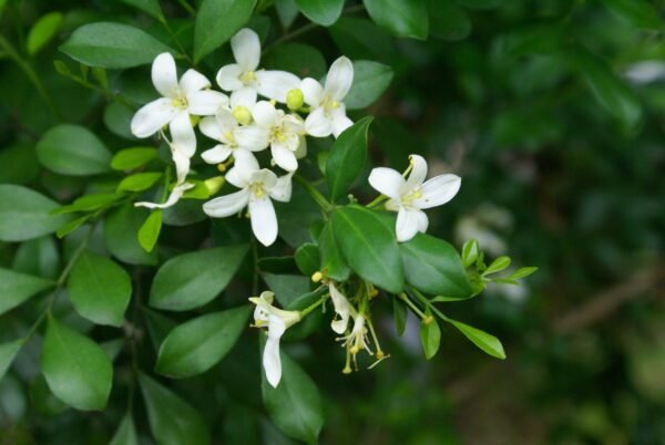 Murraya paniculata (Orange Jasmine)