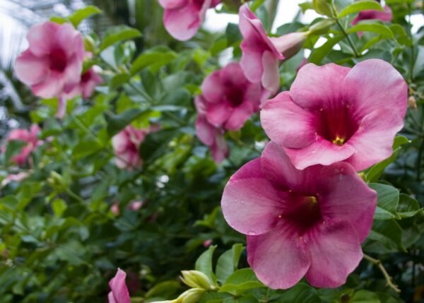 Allamanda Blanchetii (Purple Allamanda)