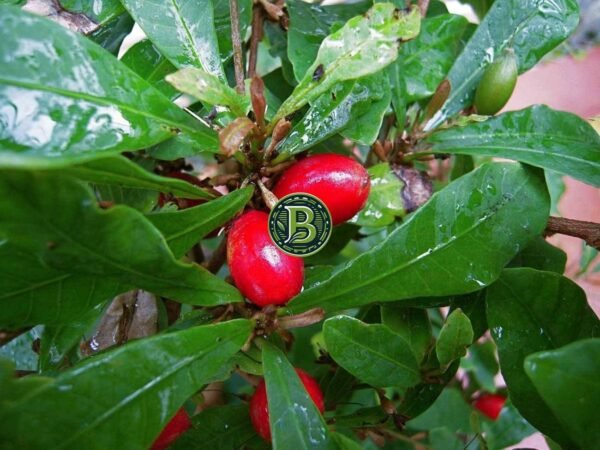 Miracle Fruit Plant (Synsepalum dulcificum)