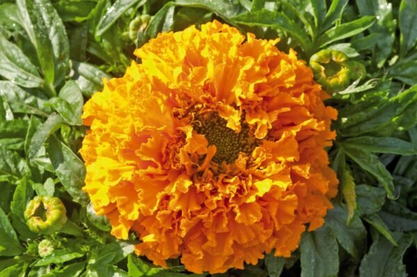 Tagetes erecta