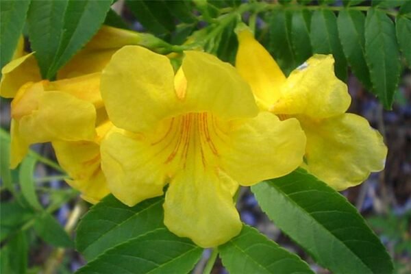 Tecoma stans