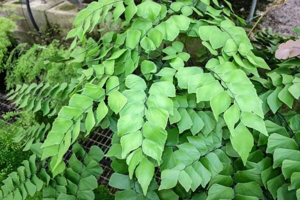 Adiantum trapeziforme - Plant