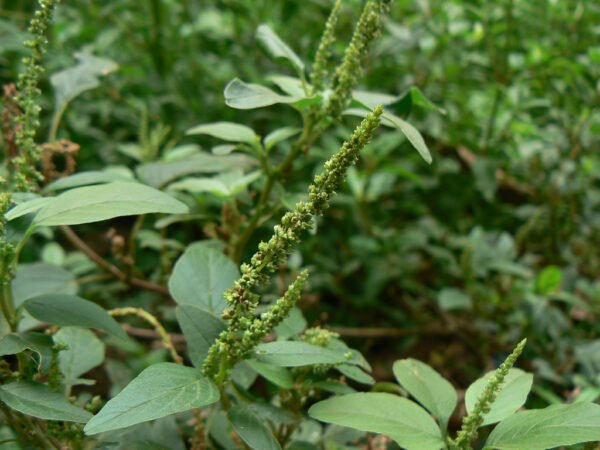 Amaranthus spinosus - Prickly Amaranth