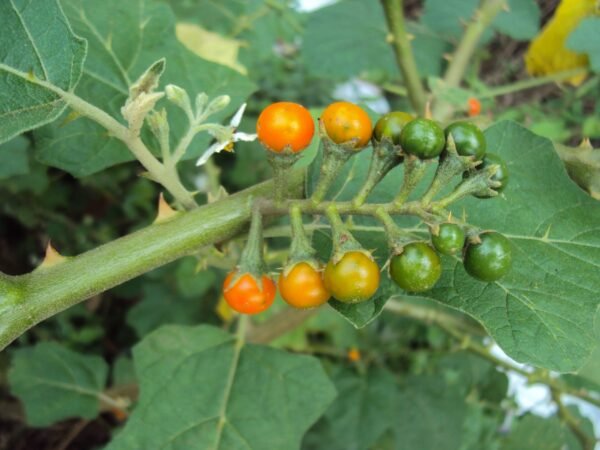 Solanum violaceum ssp. violaceum-	Chunda, Cheruchunda, Cheruvazhuthina, Puthirichunda, Kandamullu,	Poison berry, Indian nightshade-plant