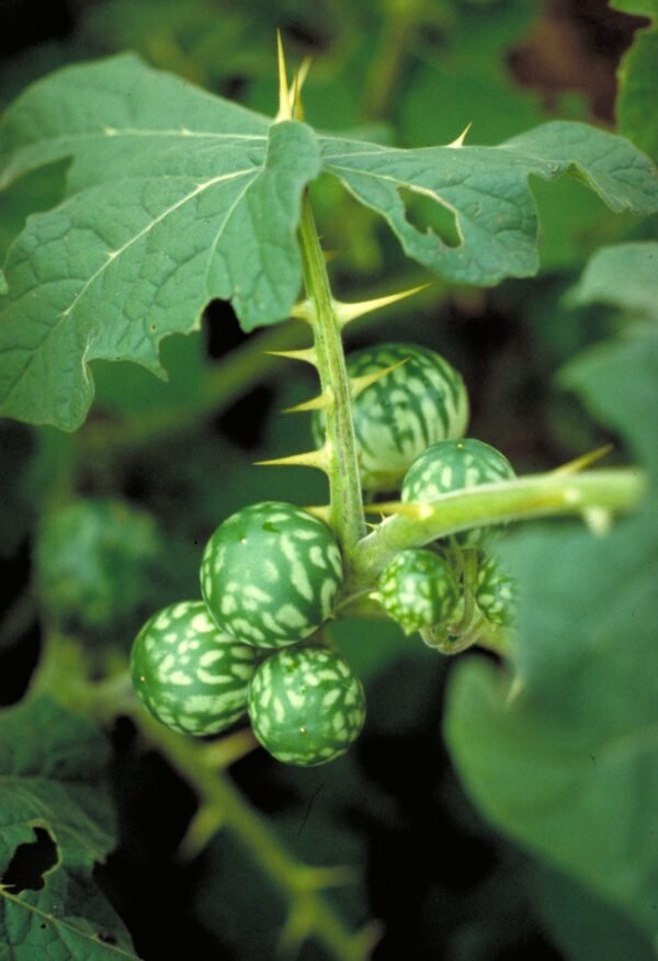 Tropical Soda Apple Plant (Solanum viarum)