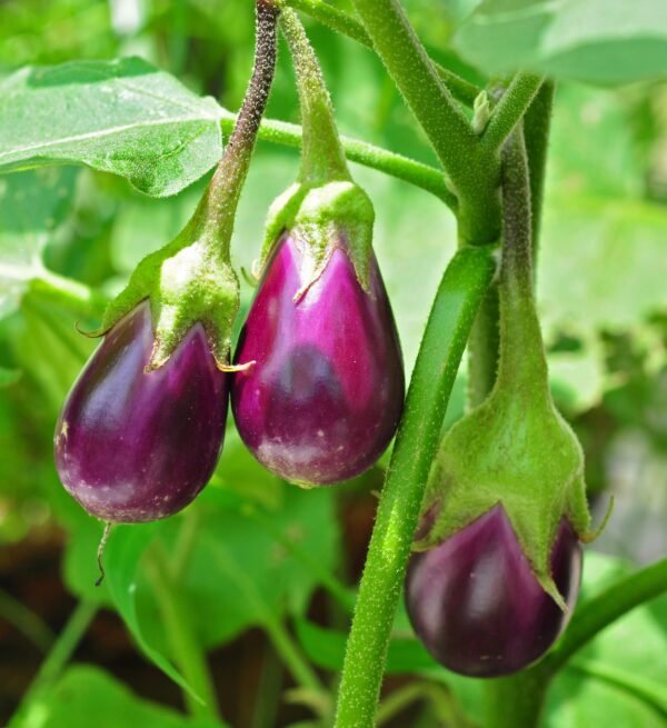 Solanum melongena var. insanum-	Chunda, Valiya Chunda	 -plant