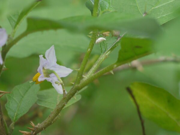 Solanum lasiocarpum-	Anachunda, Anamodumuttikka, Pechunda, Veluthavazhuthana	 -plant
