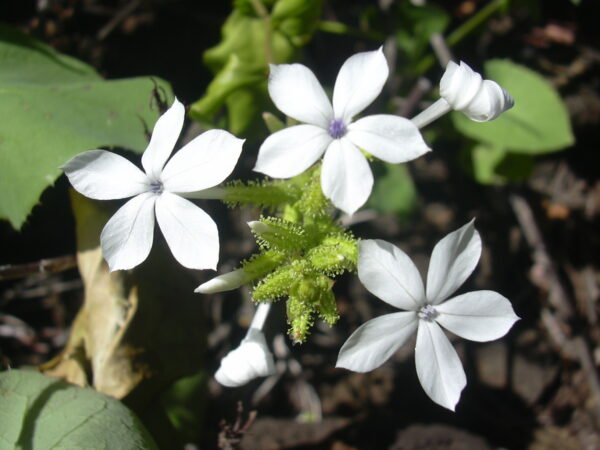 Plumbago zeylanica-Plant