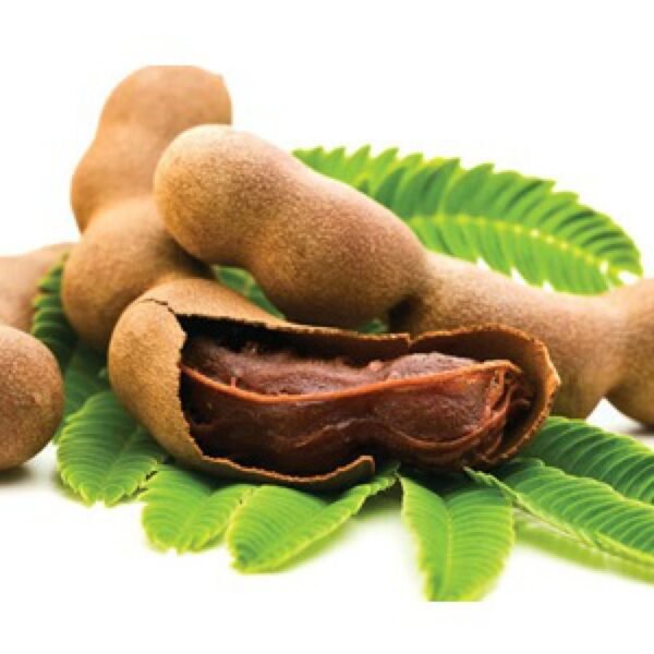 TAMARIND-TAMARINDUS INDICA- LIVE PLANT - ALL CLIMATE - BANGALORE AGRICO