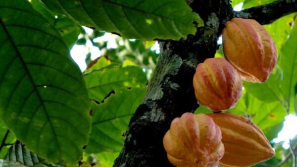 COCOA TREE- LIVE PLANT - ALL CLIMATE - BANGALORE AGRICO