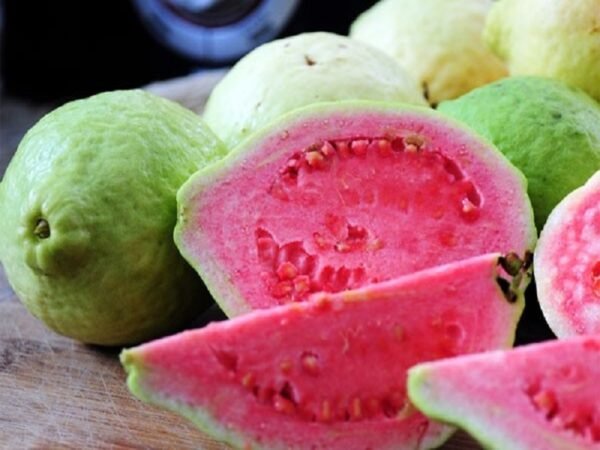 Sour Guava Plant (Psidium guajava)
