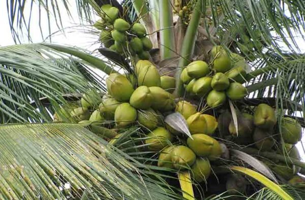 West Coast Tall Coconut (Cocos nucifera) Live Plant
