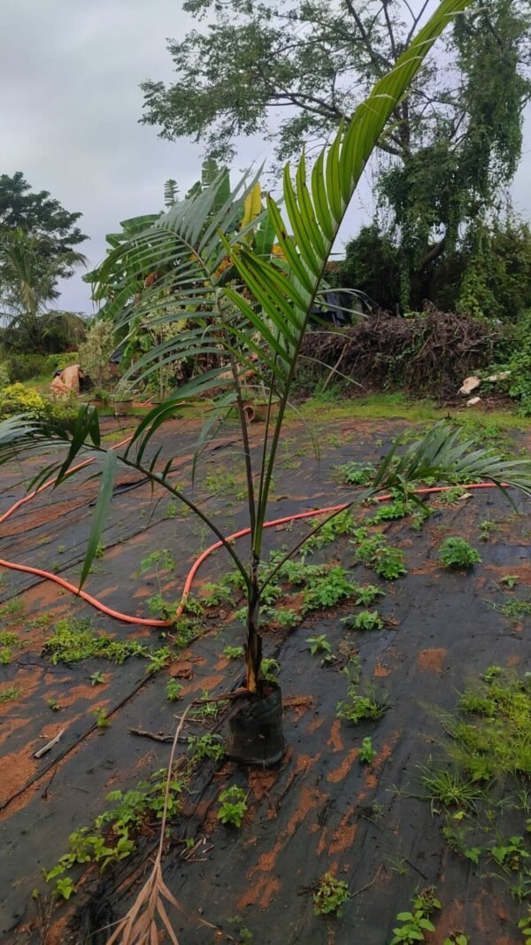 Areca triandra - 3 year plant