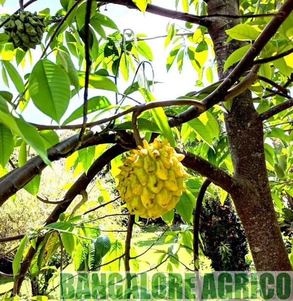 Rollinia Deliciosa